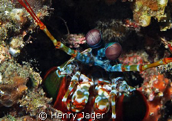 Mantis shrimp (Olympus E330, Macro lens 50mm) by Henry Jager 